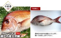 【お歳暮】【下処理なし】活き締め真鯛1尾（約1kg）タイ&nbsp;たい&nbsp;刺身&nbsp;鍋