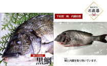【お歳暮】【鱗、内臓処理】黒鯛 1尾（約1ｋg）ちぬ チヌ 刺身