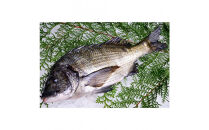 【お歳暮】【鱗、内臓処理】黒鯛 1尾（約1ｋg）ちぬ チヌ 刺身