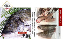 【お歳暮】【三枚おろし皮付き】黒鯛 1尾（約1ｋg）ちぬ チヌ 刺身