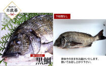 【お歳暮】【下処理なし】黒鯛&nbsp;1尾（約1ｋg）ちぬ&nbsp;チヌ&nbsp;刺身