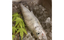 甲賀びわます “ささゆり”　塩焼きサイズ 5尾入り×2パック