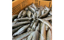 甲賀びわます “ささゆり”　 天ぷらサイズ 5尾入り×4パック