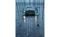 焼き師ママが焼いた九州ハンバーグ ・ジャポネソース(5個),のりとゴルゴンゾーラソース(5個入り)