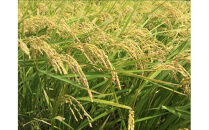 福岡限定のお米「めし丸　元気つくし」２kg×１袋　令和7年産