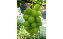 【2026年先行予約】南魚沼市産&nbsp;シャインマスカット2～3房　(1ｋｇ以上）