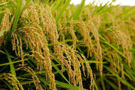 神戸市産　生産農家の「コシヒカリ」（精米9キロ）【2025年産】