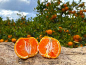 有田みかん&nbsp;小玉ちゃん&nbsp;等級混合&nbsp;2.2kg&nbsp;小玉2S～4Sサイズ混合&nbsp;和歌山&nbsp;南泰園&nbsp;みかん