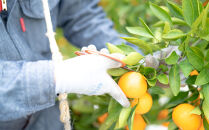 有田みかん&nbsp;小玉ちゃん&nbsp;等級混合&nbsp;2.2kg&nbsp;小玉2S～4Sサイズ混合&nbsp;和歌山&nbsp;南泰園&nbsp;みかん