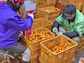有田みかん&nbsp;小玉ちゃん&nbsp;等級混合&nbsp;2.2kg&nbsp;小玉2S～4Sサイズ混合&nbsp;和歌山&nbsp;南泰園&nbsp;みかん