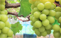 ぶどう 2026年  シャインマスカット 6～7房（約4.5kg） ブドウ 葡萄 岡山市産 国産 フルーツ 果物 ギフト タンポポ農園　 | フルーツ 果物 くだもの ぶどう ブドウ シャインマスカット 国産 岡山県産 食品 人気 おすすめ  送料無料 ギフト 贈り物 贈答品