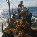 こんぶ美人・養命酢2本＆美人しそ茶1p5