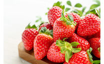 2025年12月～2026年4月末までお届け　こだわり栽培　いちご　すず