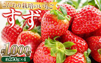 こだわり栽培&nbsp;いちご&nbsp;すず&nbsp;約1kg（約250g×4パック）【2026年1月末～2026年4月末までお届け】