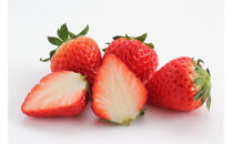 こだわり栽培&nbsp;いちご&nbsp;はるひ約1kg（約250g×4パック）【2026年1月下旬～2026年4月末までお届け】