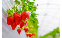 こだわり栽培　いちご　ゆめのか　【2025年12月～2026年4月末までお届け】