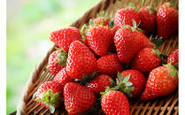 こだわり栽培　いちご　ゆめのか　【2025年12月～2026年4月末までお届け】