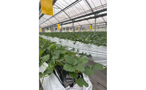 こだわり栽培&nbsp;いちご&nbsp;ゆめのか約1kg（約250g×4パック）【2026年1月～2026年4月末までお届け】