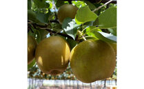 1255.【2026年度発送先行予約】訳あり　新甘泉　3kg