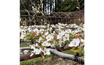 1255.【2026年度発送先行予約】訳あり　新甘泉　3kg