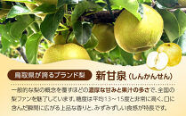 【2026年度発送先行予約】訳あり&nbsp;新甘泉&nbsp;3kg【梨&nbsp;なし&nbsp;しんかんせん&nbsp;5キロ&nbsp;家庭用&nbsp;訳アリ&nbsp;令和8年&nbsp;先行受付&nbsp;新鮮&nbsp;鳥取県産&nbsp;鳥取県&nbsp;北栄町&nbsp;おすすめ&nbsp;人気】