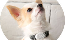 【Size25cm】ザオラル・リカバリーαバンド&nbsp;BK/SI｜横浜市&nbsp;高機能バンド&nbsp;ペット用アクセサリー