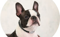 【Size27cm】ザオラル・リカバリーαバンド&nbsp;BK/SI｜横浜市&nbsp;高機能バンド&nbsp;ペット用アクセサリー