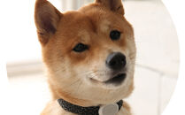 【Size27cm】ザオラル・リカバリーαバンド&nbsp;BK/SI｜横浜市&nbsp;高機能バンド&nbsp;ペット用アクセサリー