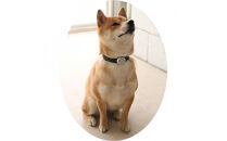 【Size29cm】ザオラル・リカバリーαバンド&nbsp;BK/SI｜横浜市&nbsp;高機能バンド&nbsp;ペット用アクセサリー