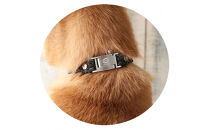 【Size29cm】ザオラル・リカバリーαバンド&nbsp;BK/SI｜横浜市&nbsp;高機能バンド&nbsp;ペット用アクセサリー