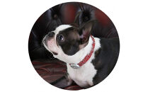 【Size25cm】ザオラル・リカバリーαバンド&nbsp;RD/SI｜横浜市&nbsp;高機能バンド&nbsp;ペット用アクセサリー