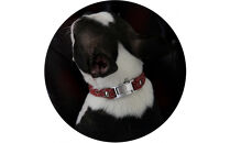 【Size25cm】ザオラル・リカバリーαバンド&nbsp;RD/SI｜横浜市&nbsp;高機能バンド&nbsp;ペット用アクセサリー