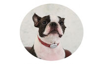 【Size27cm】ザオラル・リカバリーαバンド&nbsp;RD/SI｜横浜市&nbsp;高機能バンド&nbsp;ペット用アクセサリー