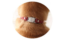 【Size29cm】ザオラル・リカバリーαバンド&nbsp;RD/SI｜横浜市&nbsp;高機能バンド&nbsp;ペット用アクセサリー