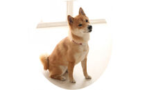 【Size31cm】ザオラル・リカバリーαバンド&nbsp;RD/SI｜横浜市&nbsp;高機能バンド&nbsp;ペット用アクセサリー