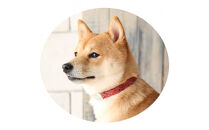 【Sizeオーダーあり】ザオラル・リカバリーαバンド&nbsp;RD/SI｜横浜市&nbsp;高機能バンド&nbsp;ペットアクセサリーをご希望のサイズでオーダーメイド