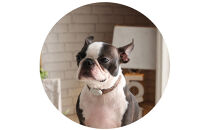 【Size27cm】ザオラル・リカバリーαバンド&nbsp;BR/SI｜横浜市&nbsp;高機能バンド&nbsp;ペット用アクセサリー