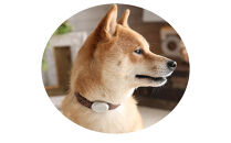 【Size29cm】ザオラル・リカバリーαバンド&nbsp;BR/SI｜横浜市&nbsp;高機能バンド&nbsp;ペット用アクセサリー