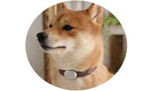 【Size29cm】ザオラル・リカバリーαバンド&nbsp;BR/SI｜横浜市&nbsp;高機能バンド&nbsp;ペット用アクセサリー