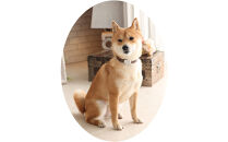 【Size31cm】ザオラル・リカバリーαバンド&nbsp;BR/SI｜横浜市&nbsp;高機能バンド&nbsp;ペット用アクセサリー