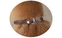 【Size31cm】ザオラル・リカバリーαバンド&nbsp;BR/SI｜横浜市&nbsp;高機能バンド&nbsp;ペット用アクセサリー