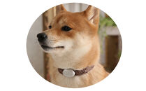 【Sizeオーダーあり】ザオラル・リカバリーαバンド&nbsp;BR/SI｜横浜市&nbsp;高機能バンド&nbsp;ペットアクセサリーをご希望のサイズでオーダーメイド