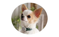 【Size25cm】ザオラル・リカバリーαバンド&nbsp;GR/SI｜横浜市&nbsp;高機能バンド&nbsp;ペット用アクセサリー