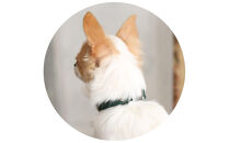 【Size25cm】ザオラル・リカバリーαバンド&nbsp;GR/SI｜横浜市&nbsp;高機能バンド&nbsp;ペット用アクセサリー