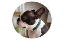 【Size27cm】ザオラル・リカバリーαバンド&nbsp;GR/SI｜横浜市&nbsp;高機能バンド&nbsp;ペット用アクセサリー