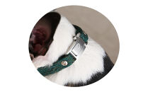 【Size27cm】ザオラル・リカバリーαバンド&nbsp;GR/SI｜横浜市&nbsp;高機能バンド&nbsp;ペット用アクセサリー