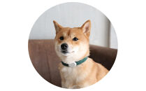 【Sizeオーダーあり】ザオラル・リカバリーαバンド&nbsp;GR/SI｜横浜市&nbsp;高機能バンド&nbsp;ペットアクセサリーをご希望のサイズでオーダーメイド