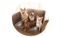 【Sizeオーダーあり】ザオラル・リカバリーαバンド&nbsp;GR/SI｜横浜市&nbsp;高機能バンド&nbsp;ペットアクセサリーをご希望のサイズでオーダーメイド