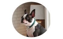 【Size29cm】ザオラル・リカバリーαバンド&nbsp;GR/SI｜横浜市&nbsp;高機能バンド&nbsp;ペット用アクセサリー