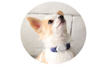 【Size25cm】ザオラル・リカバリーαバンド&nbsp;NV/SI｜横浜市&nbsp;高機能バンド&nbsp;ペット用アクセサリー